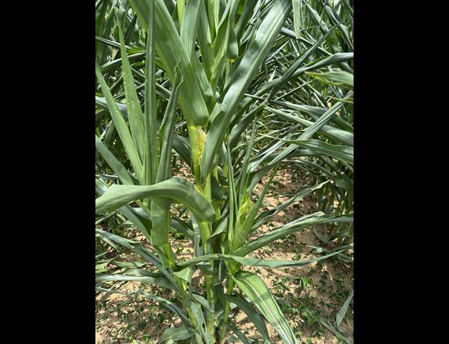56HA FARM FOR SALE IN WEENEN
